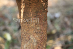 Garcinia xanthochymus